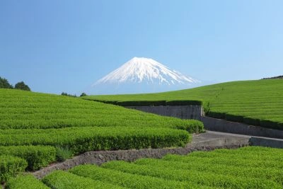 Grüne Teefelder in Japan mit dem schneebedeckten Fuji im Hintergrund unter blauem Himmel