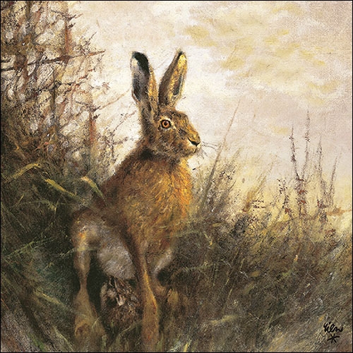 Hase