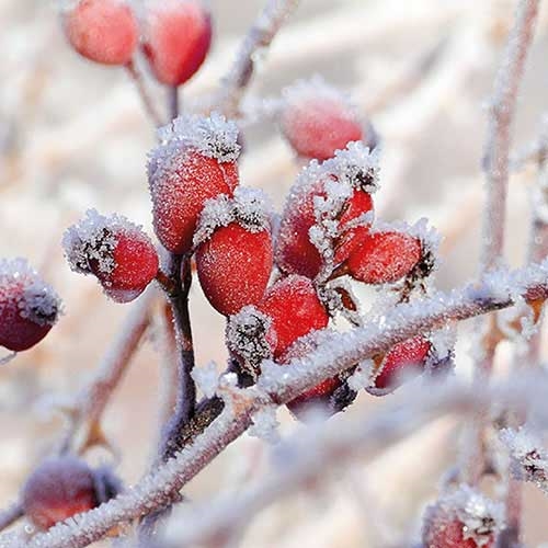 Servietten mit roten Hagebutten und feinem Raureif als winterliches Naturmotiv