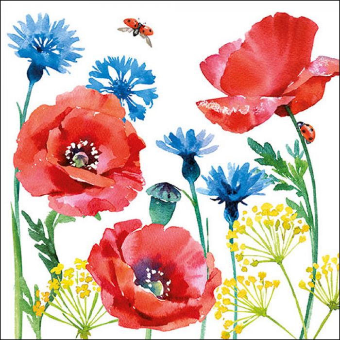 Kornblume & Mohn