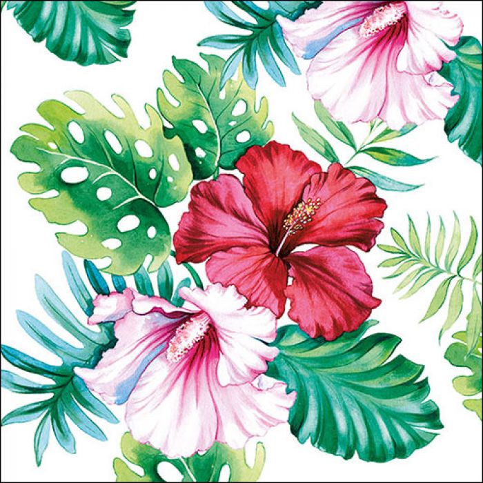 Hibiscus