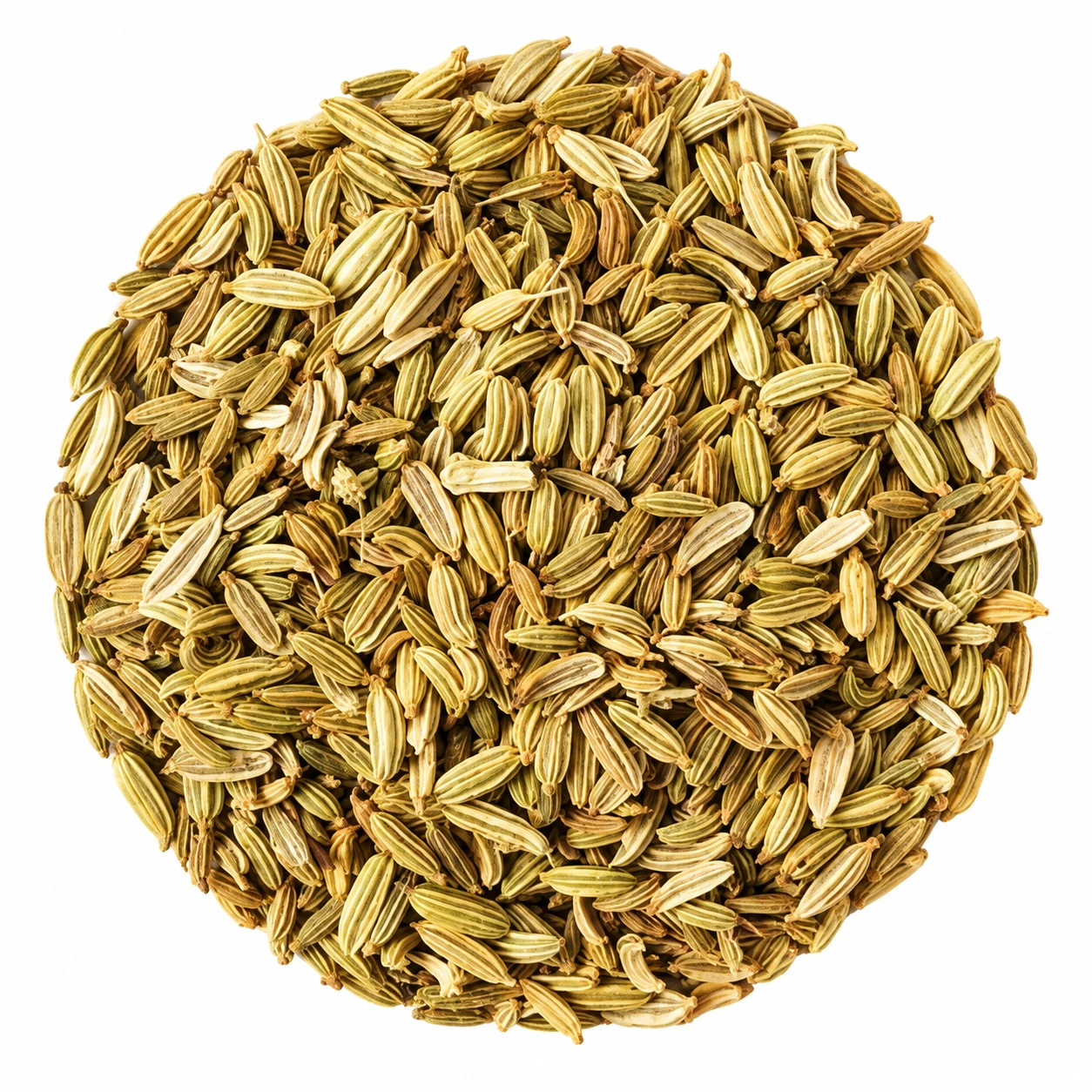 Fenchel\n Bio