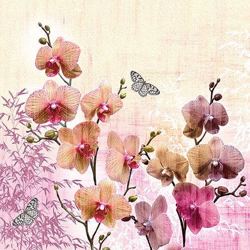 Orchideen, orient