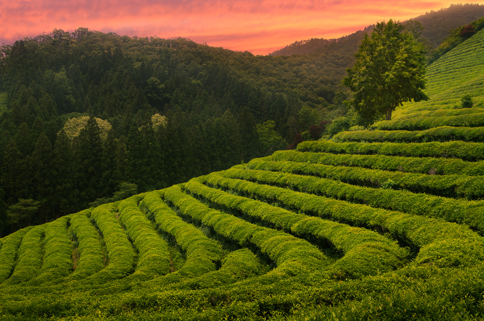 Teeplantage in grüner Hügellandschaft bei Sonnenuntergang – Symbolbild für Schwarztee, Herkunft und klassische Anbaugebiete